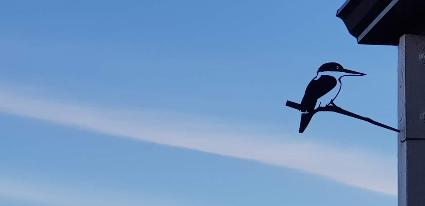 Kōtare, the sacred kingfisher, perched against a clear sky
